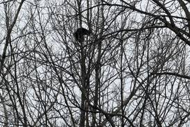 Illinois Valley companies rescue a cat stuck in a tree on Ben Samek Road in Peru