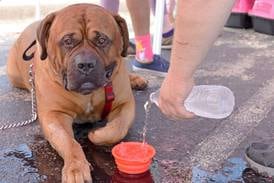 With temperatures set to hit high 90s, know how to keep your pets safe