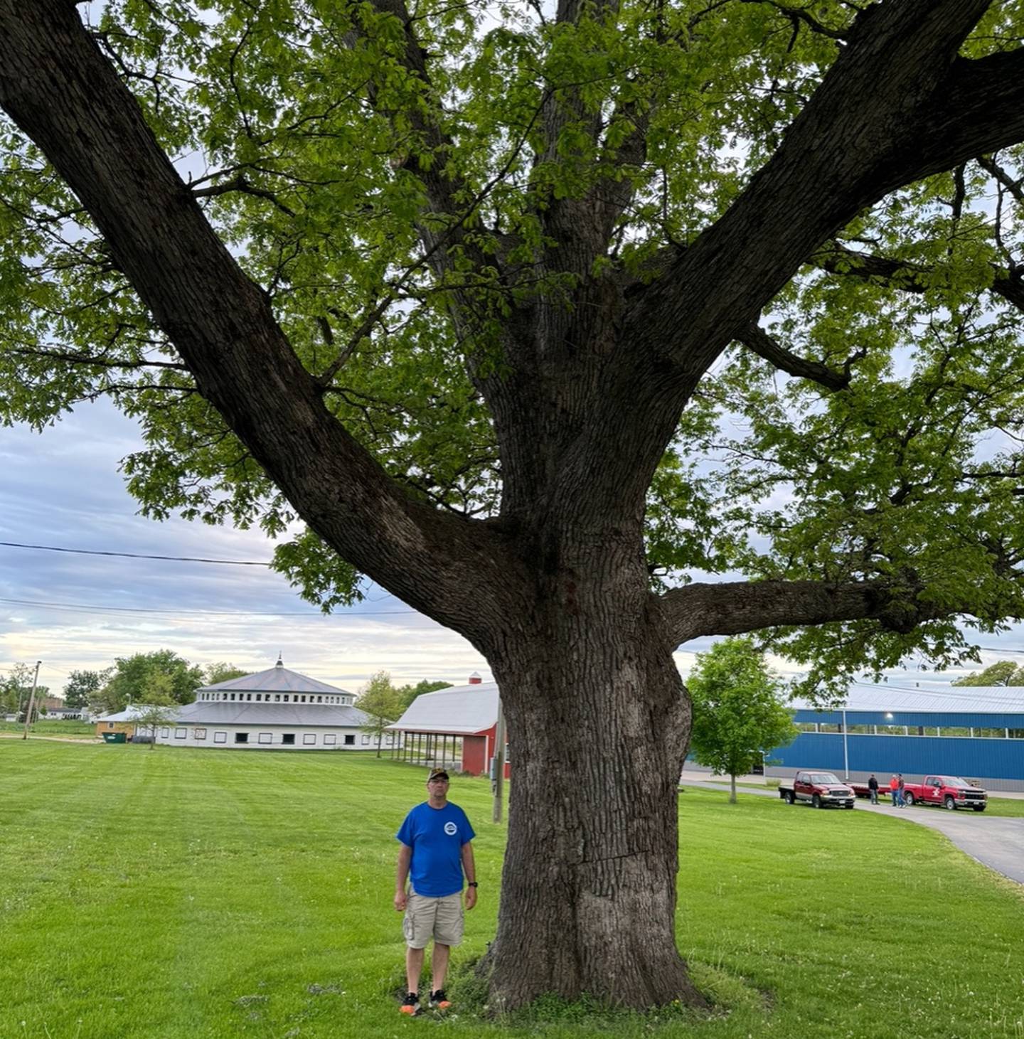 The Natural Land Institute's July Tree of the Month