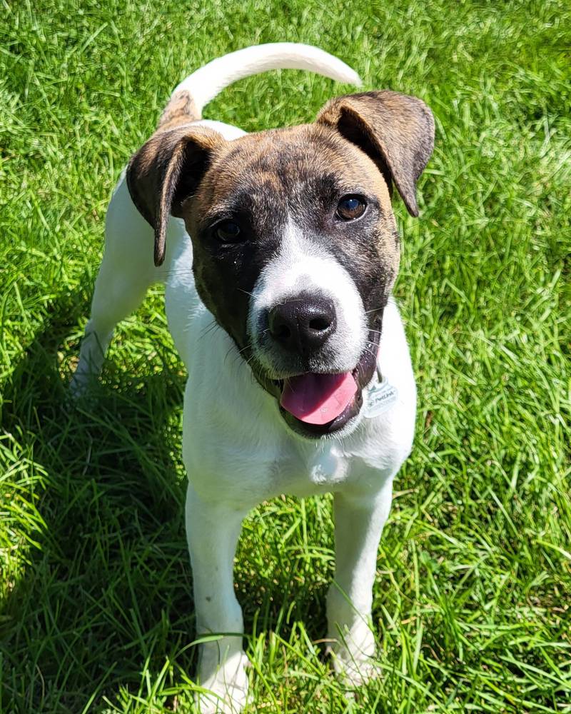 Nebula is Save-A-Pet's pet of the week for Aug. 15, 2024.