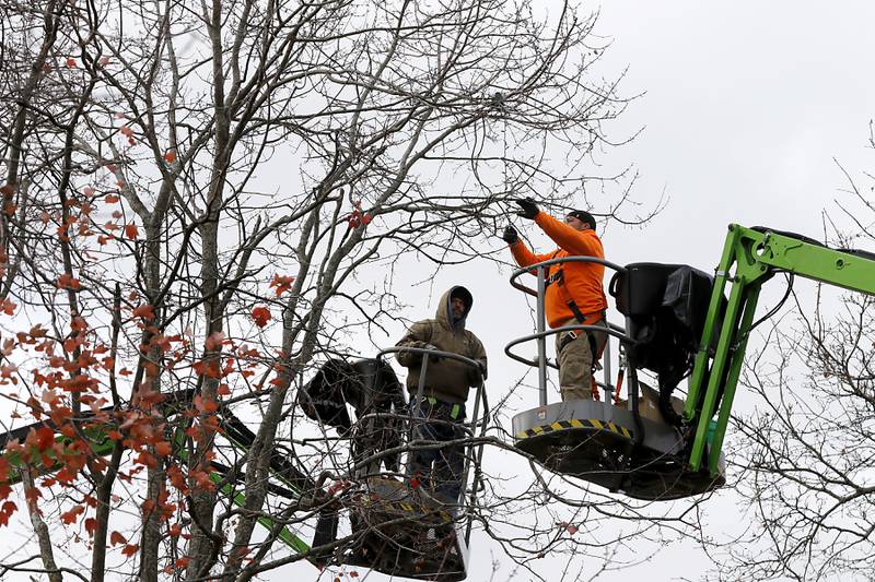 Workers from the Associated Electrical Contractors work installing some of the tens of thousands of white lights in the trees on Tuesday, Nov. 12, 2024, in the historic Woodstock Square. The workers are preparing the Square for the city's annual Lighting of Woodstock Square event on Friday, Nov. 29.