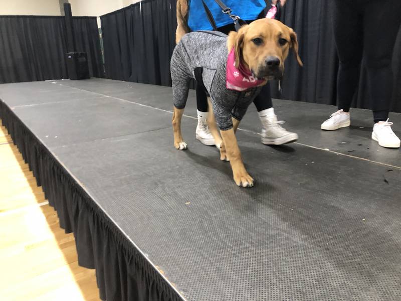 A dog walks onstage during a fashion show at the Huntley Area Chamber of Commerce expo April 20, 2024.