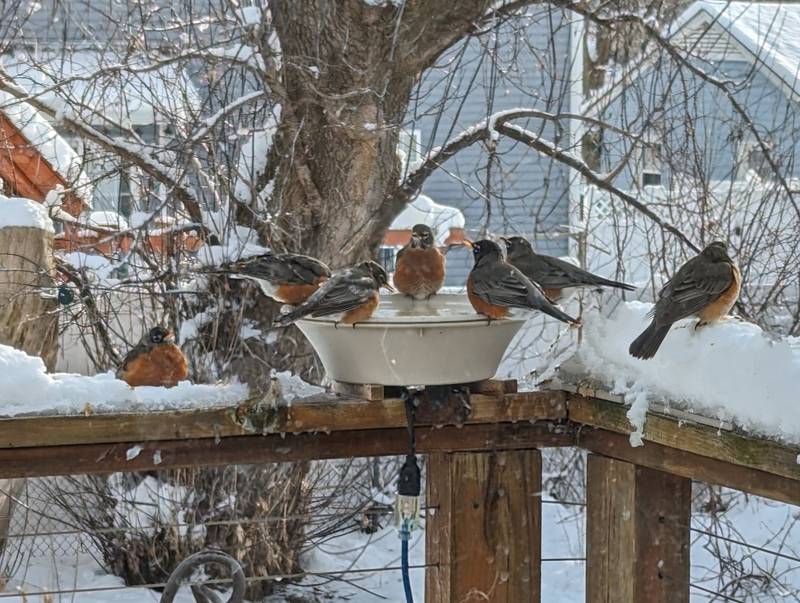 Robins in winter? Plentiful food, water and shelter have led to year-round success for this popular and populous species.