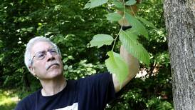 Killing 200-year-old trees, and only getting worse: Here’s what the spongy moth means to McHenry County
