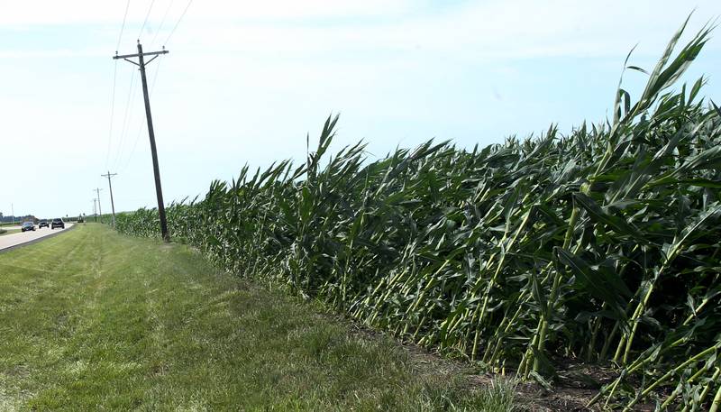 Corn is knocked down near the intersection of Backbone Road and 1800 North Avenue on on Friday, July 11, 2025 near Princeton. High winds knocked down some of the crops to the field. Princeton received over 4 inches of rain from the storm system that sent winds and heavy precipitation to the area.
