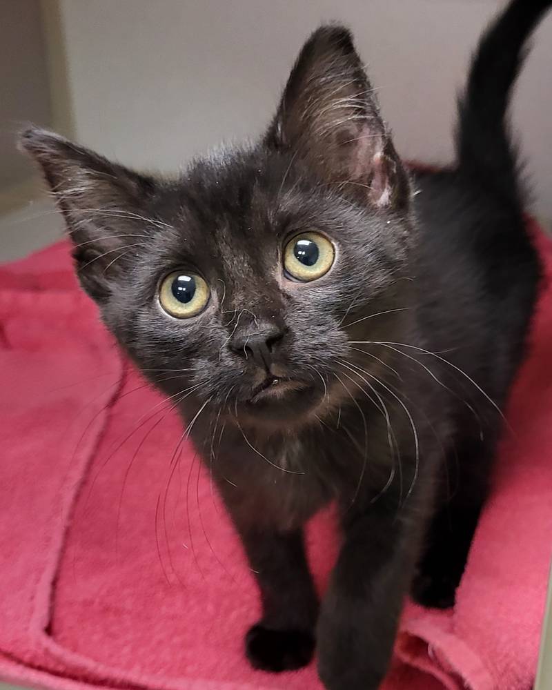 Licorice is Save-A-Pet's pet of the week for Feb. 6, 2025
