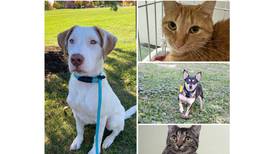 Will County Pets of the Week: Nov. 11, 2024