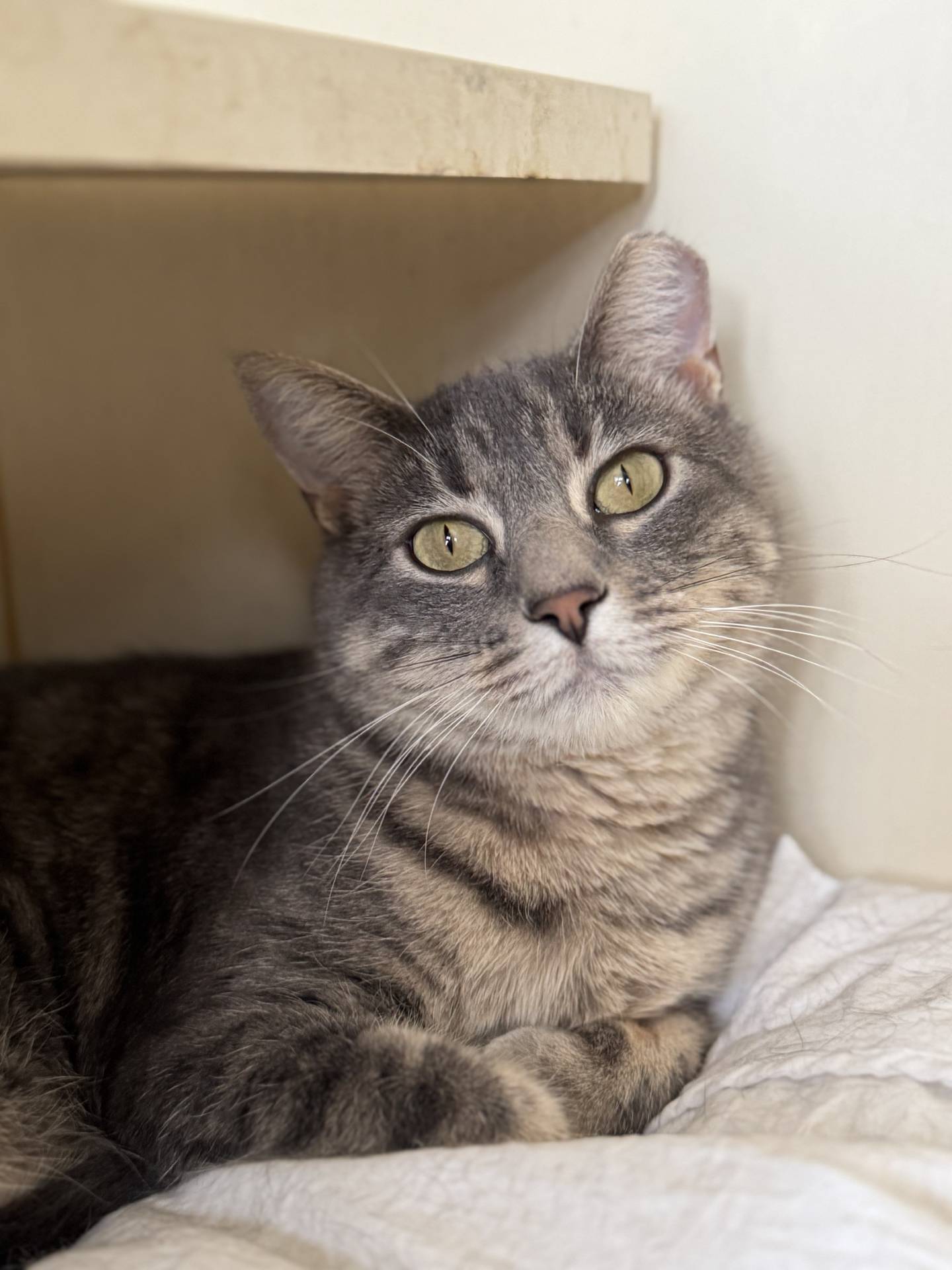 Skye is a 1-year-old tabby that was rescued from a local animal control where she was at risk of euthanasia. She is very sweet and gentle and comes out of her shell more each day. When someone pays attention to her, she immediately relaxes and enjoys all the pets and love. She has the potential to be a very affectionate and sweet companion kitty. To meet Skye, email Catadoptions@nawsus.org. Visit nawsus.org.