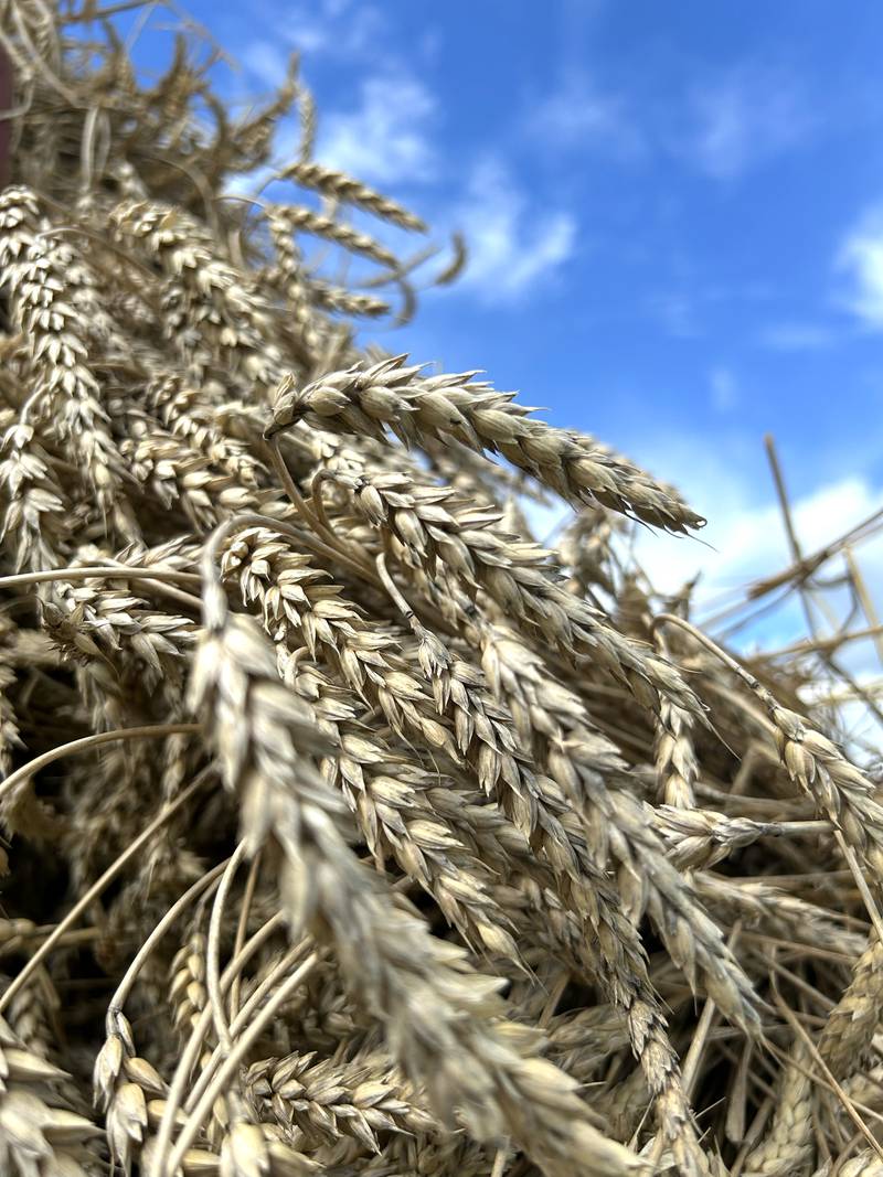 Wheat sheaves wait in a wagon to be threshed at the Bos Brothers Farms on Friday, July 25, 2025.