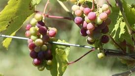 Grape-growing advice added to University of Illinois Extension program