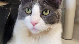 Playful young cat craves attention from forever family