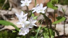 Down the Garden Path: Wildflowers are the true harbingers of Spring