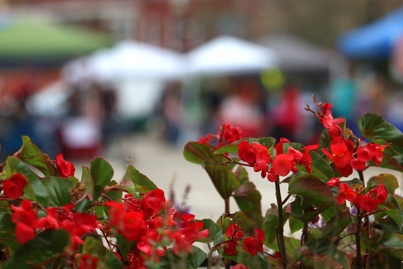 Flowers greet visitors to the Johnny Appleseed Festival in downtown Crystal Lake on Saturday Sept. 28, 2024, in Crystal Lake.