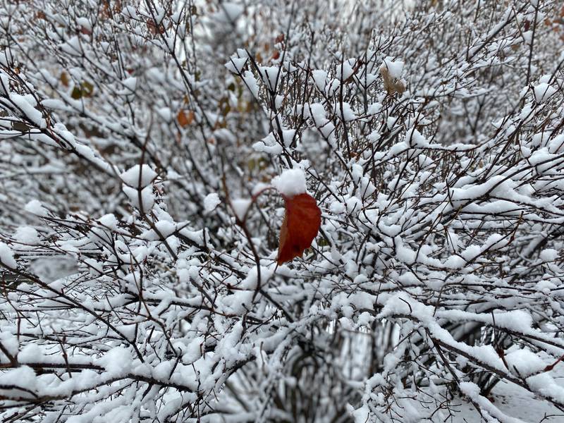 Snow began before dawn and continued into the morning Tuesday, Nov. 15, 2022, throughout the region, including Wheaton, pictured. More snow is expected to fall throughout the region.