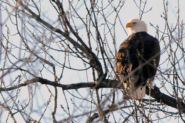 Get up close to wildlife on a Starved Rock Lodge trolley tour