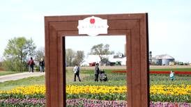 Kuipers Farm, Richardson Farm tulip festivals set to open