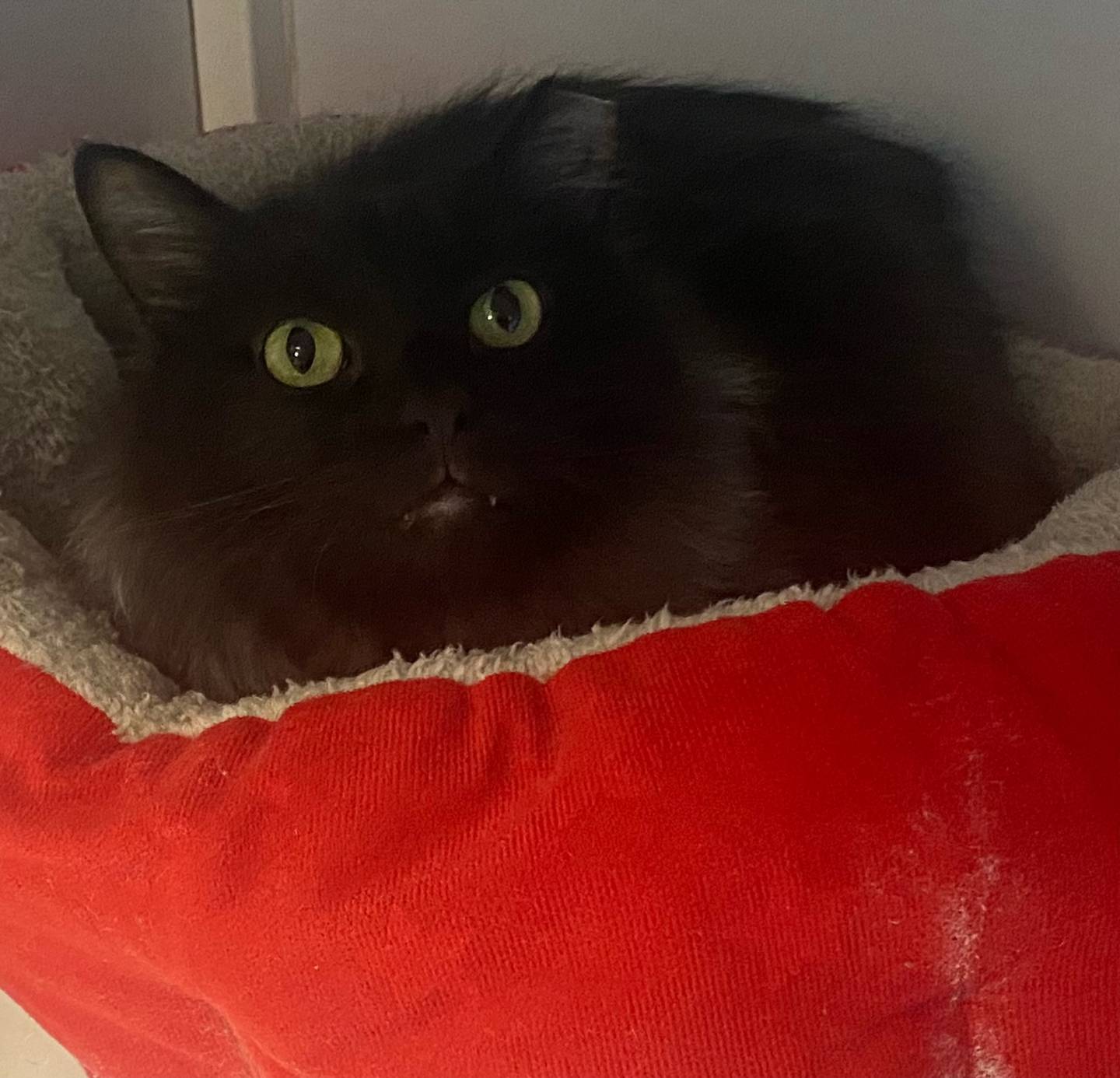 Tai Tai is a 5-year-old domestic shorthair. He is high-spirited, energetic, and outgoing.  He is very chatty and loves attention. He would make a great addition to any family. For more information about Tai Tai, including adoption fees please visit justanimals.org or call 815-448-2510.