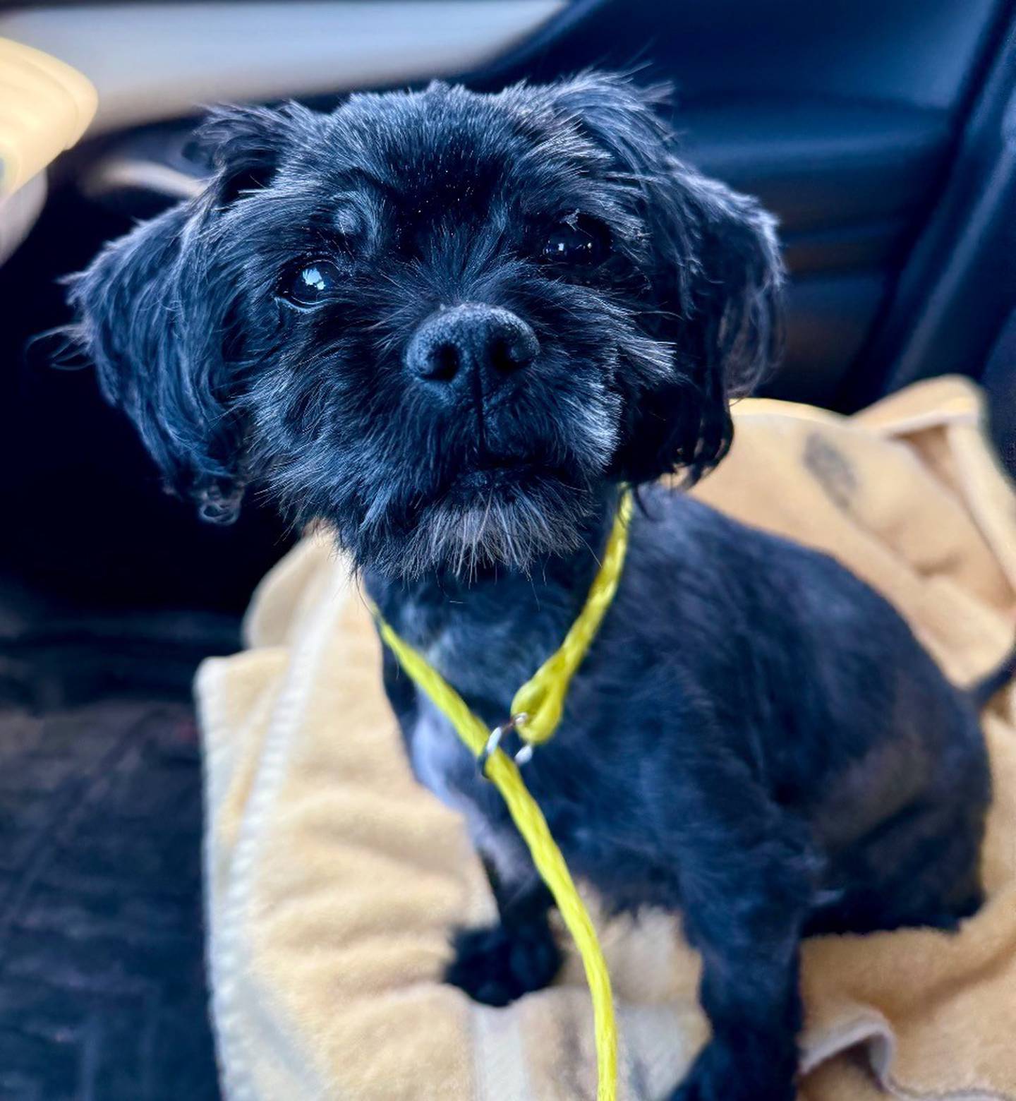 Maya is a 12-year-old, 11-pound shih tzu who needs a comfortable retirement home with a loving family. She loves people, comfortable beds, and is very excited to meet other dogs, too. Contact the Will County Humane Society at willcountyhumane.com and follow the instructions for the adoption process.