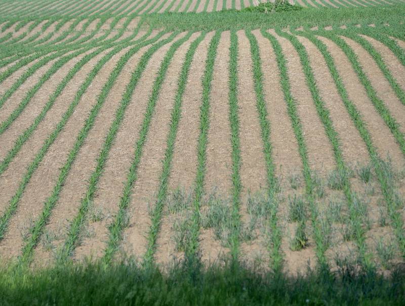 A dry May is beginning to stress local agriculture crops, like this corn field. Brief rain this week was spotty across the region and has not helped with most soil moisture content. Most fields are dependent on Mother Nature providing moisture for yields for corn and soybeans.