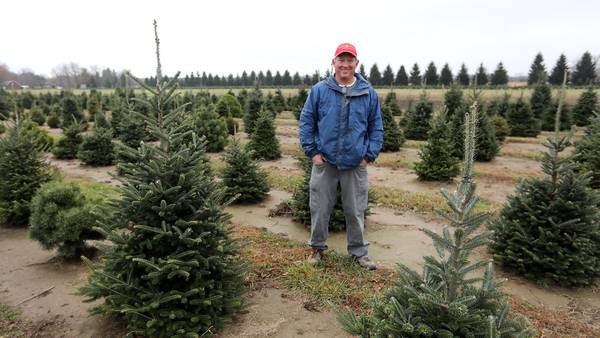 Christmas tree costs: Tariffs on artificial trees could be advantage for fresh-cut sellers