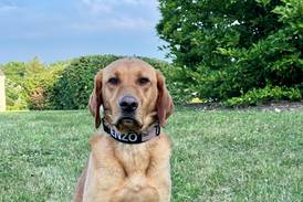 Lake County Sheriff’s K-9 Enzo to get body armor