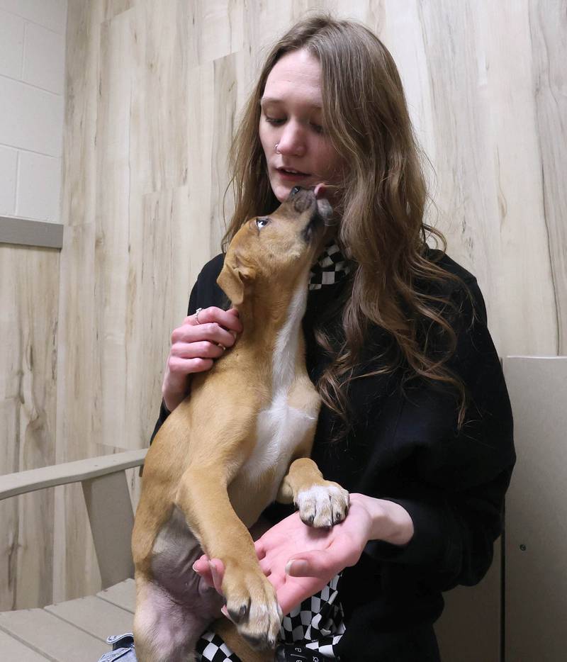 Kailynn McCourt, from Cortland, meets one of the dogs available to be adopted as she looks for a new pet Wednesday, Feb. 11, 2026, at Tails Humane Society in DeKalb. Tails was presented with the Nonprofit Organization of the Year award by the DeKalb Chamber of Commerce.