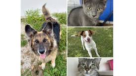 Will County Pets of the Week: July 14, 2025