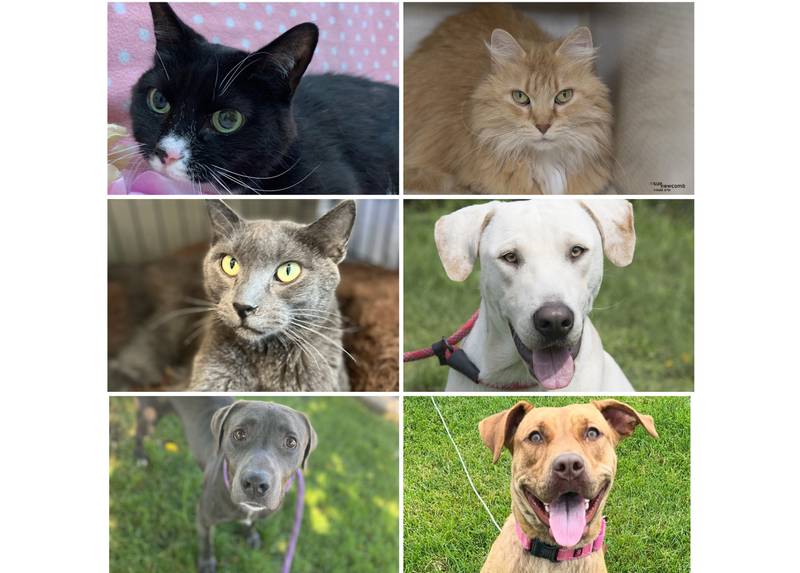 The Herald-News presents this week’s Pets of the Week. Read the description of each pet to find out about that pet, including where he or she can be adopted