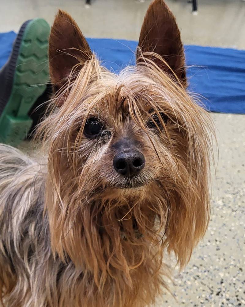 Chaz is Save-A-Pet's pet of the week for Jan. 16, 2025.