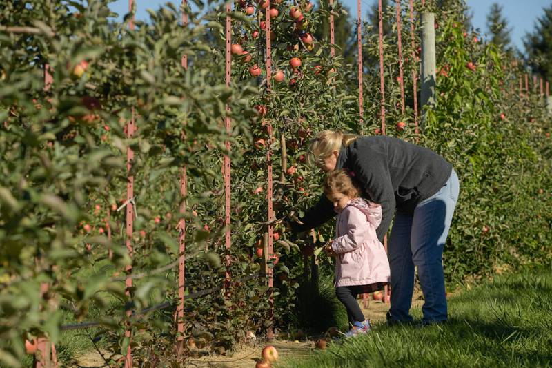 Lisa Lockett of Downers Grove picks apples with her granddaughter Lexie Ruschke, 2 at the Jonamac Orchard in Malta on Wednesday, Sept. 28, 2022.