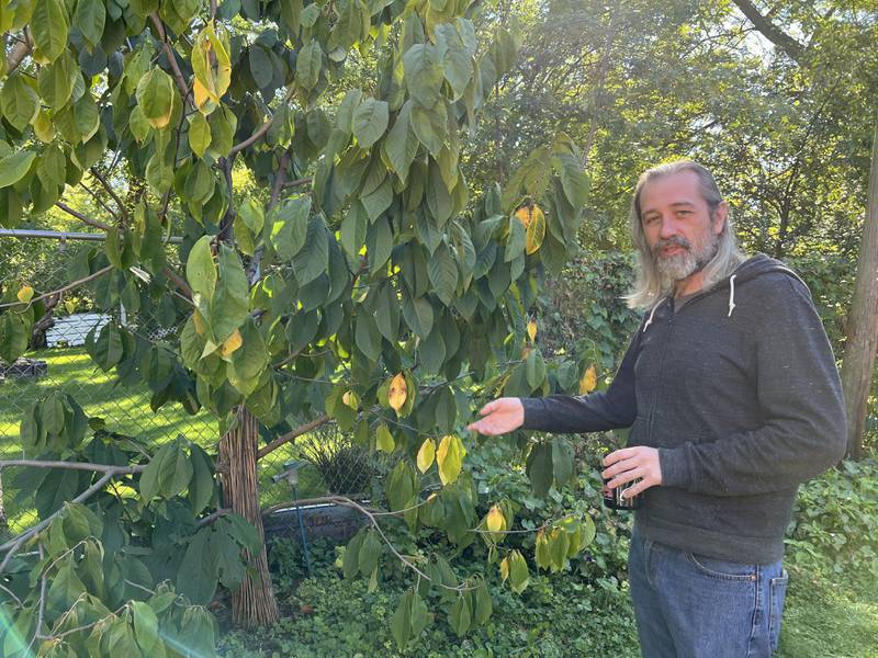 On Sept. 30, 2022, Austin Cliffe gestures to one of his pawpaw trees while talking about what he does to grow North America's largest fruit in the city of DeKalb.