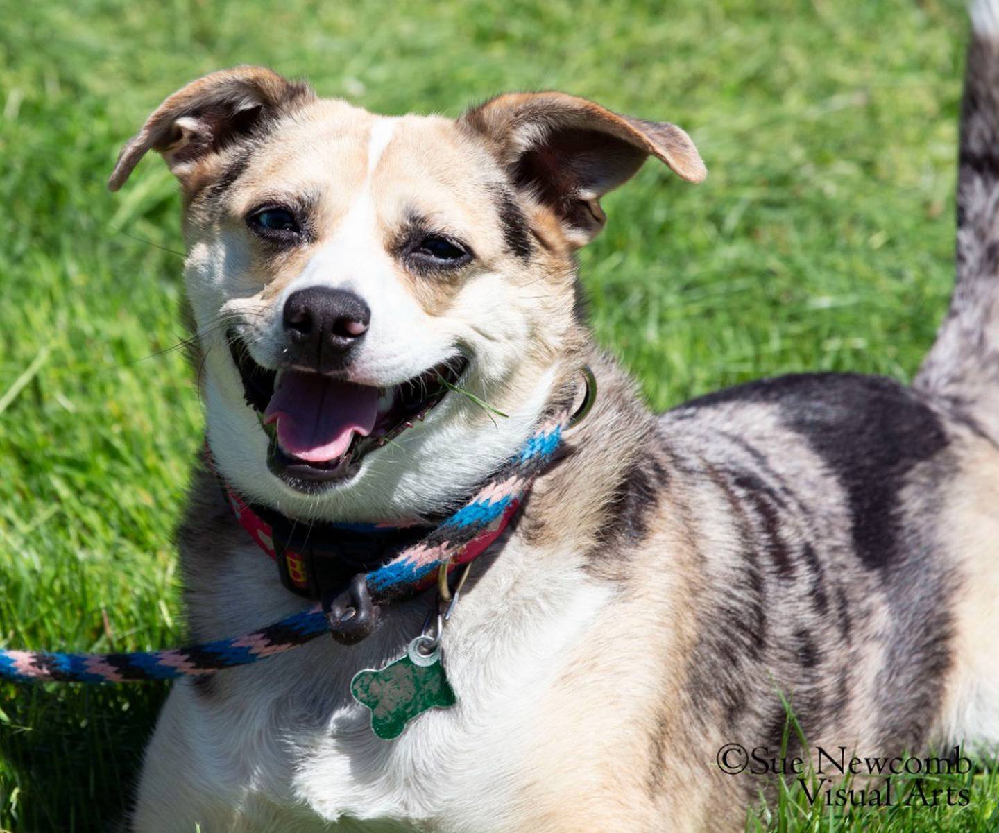 Indie is a 3-year-old Australian cattle dog mix that came to the humane society from local animal control. Indie loves to run outside while playing with her toys. She is incredible at fetch and would play for hours if she could. She also loves to be with her people and will happily give lots of kisses. Indie needs a home without cats or other dogs. Contact the Will County Humane Society at willcountyhumane.com and follow the instructions for the adoption process.