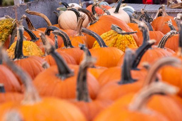 When Halloween is over, remember to recycle your pumpkins