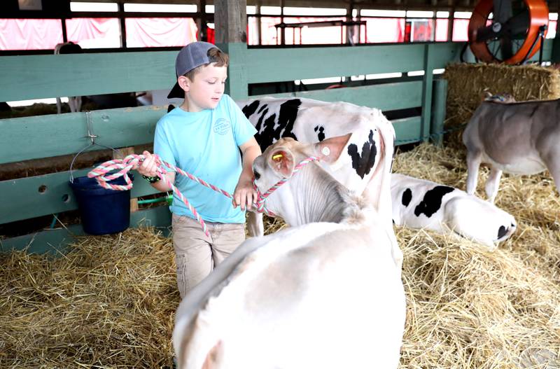 Ryan Lind, 10, of Maple Park handles one of his calves during the first day of the Kane County Fair on Wednesday, July 12, 2023.