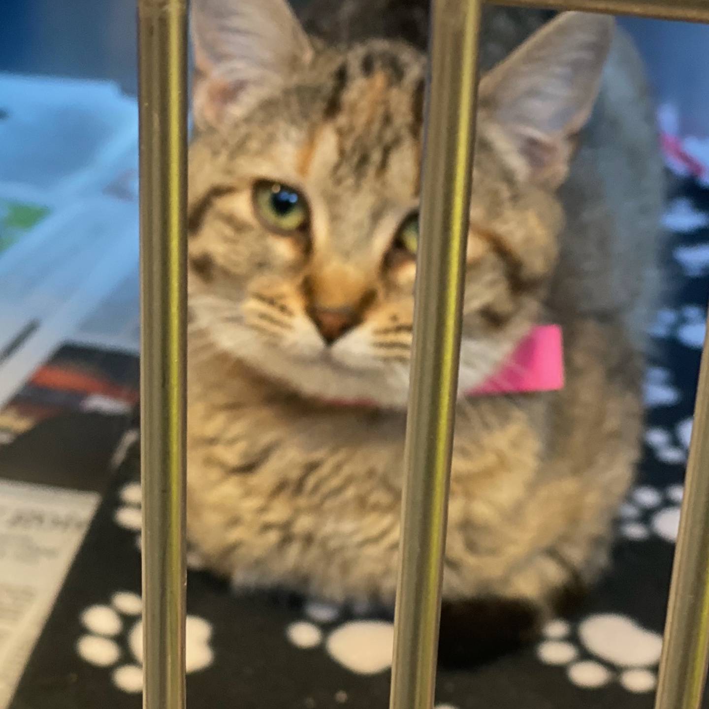 Kim is a 6-month-old domestic long-hair tabby who is very sweet and affectionate. Kim is super-friendly and gets along with other cats. She is looking for her forever home.