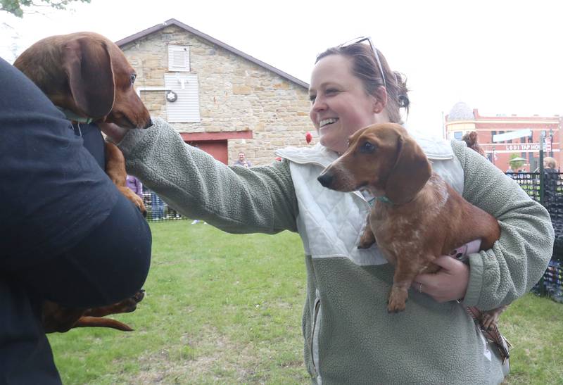 Christine Uzemecki of Peru, holds her dog Koda while entering the Doxie Derby on Saturday, May 2, 2026 next to the La Salle County Historical Society in Utica. The event was part of the Sip 'in' Snip Festival. Around a dozen dogs participated in the races. Proceeds from the event benefited Just Animals Shelter in Mazon.