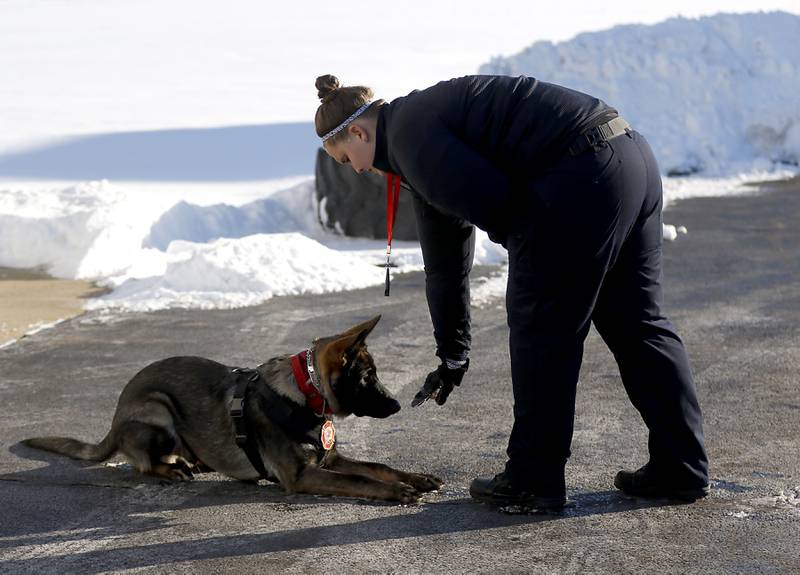 Wonder Lake firefighter and paramedic Ginelle Hennessey works with 7-month-old Jäger, a German shepherd getting trained as a search-and-rescue dog, Tuesday, Jan. 31, 2023, at Wonder Lake Fire Protection District Station 1, 4300 E. Wonder Lake Road in Wonder Lake. Once trained, the dog will be the first fire department search-and-rescue dog in McHenry County.