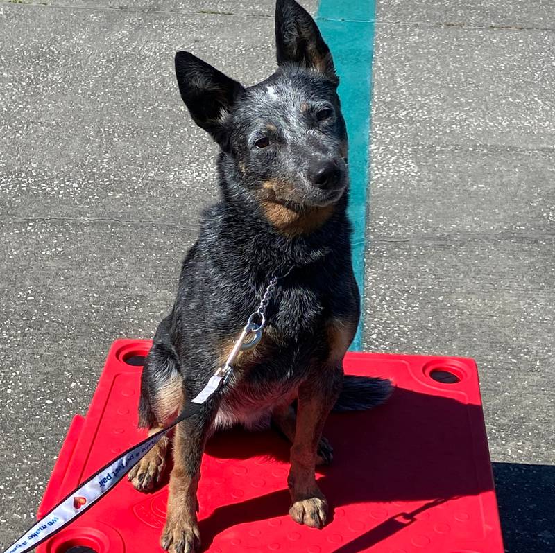 Indy has joined the Dixon Police Department as a comfort dog serving Reagan Middle School.