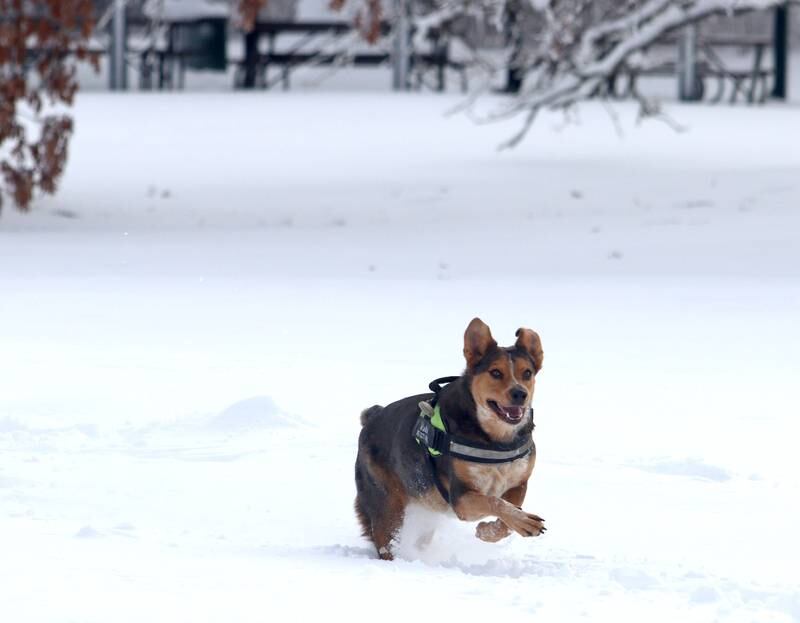 Walter the Blue Heeler races around Emricson park with his owners Robyn Andersen and Loren Tonyan of Woodstock Saturday in the wake of overnight snow.