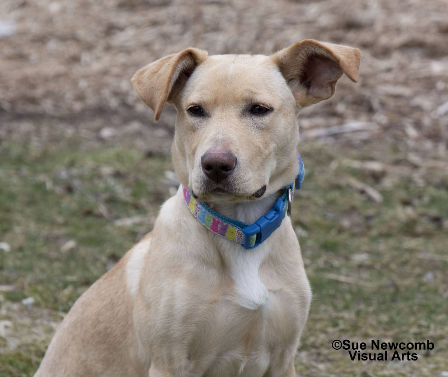 Cupcake is a young Lab/shepherd mix who came to the shelter from animal control. She is very energetic and need an owner that will work with her training through her puppy stage. Contact the Will County Humane Society at willcountyhumane.com and follow the instructions for the adoption process.