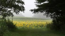 What’s a microforest? Learn more at upcoming DeKalb workshop