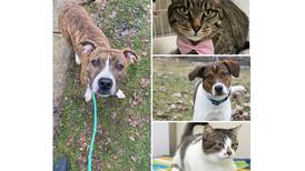 Pets of the Week: March 11, 2024