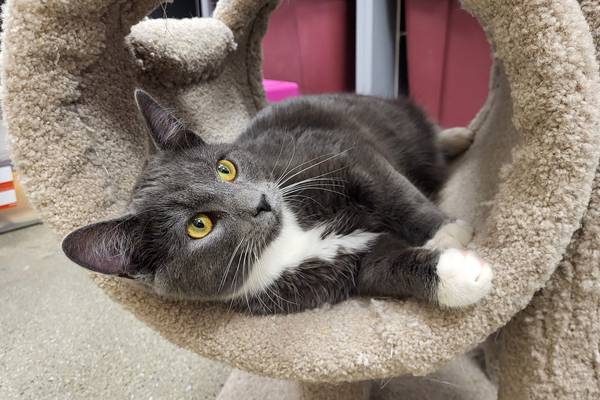 Young cat hopes he and his brother can be package deal