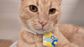 Cat with big personality seeks family’s undivided attention