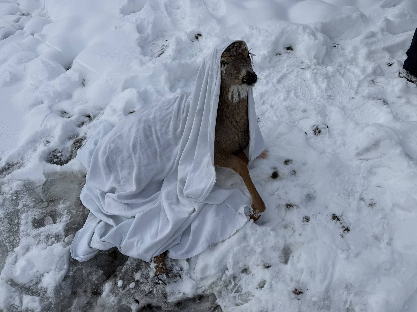 McHenry Township Fire Protection District firefighters used their cold weather gear to pull two young deer out of Pistakee Bay on Tuesday, Dec. 2, 2025.