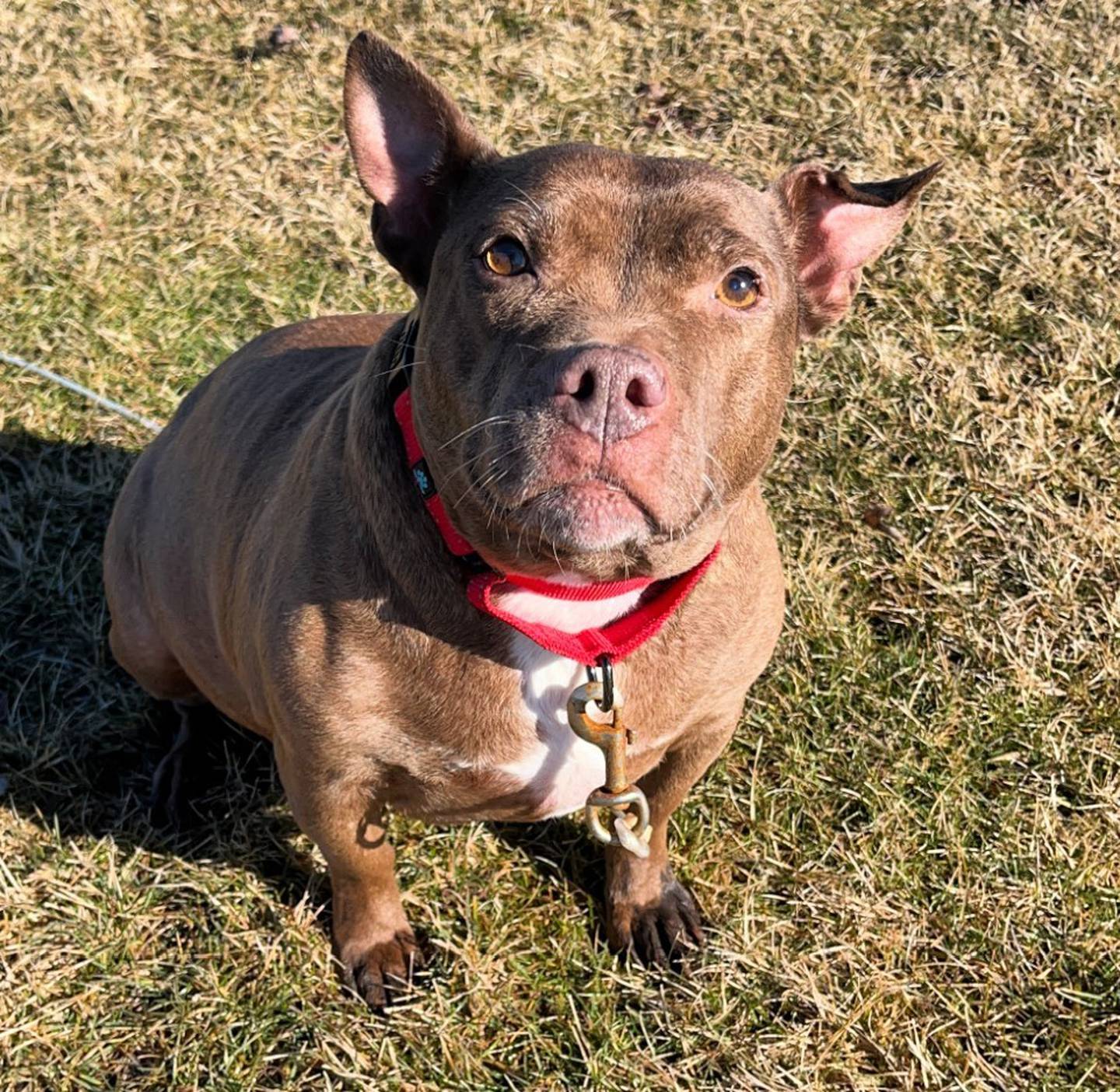 Donette is a very plump, 10-year-old French bulldog/pittie mix. Donette was found waddling (literally) around in Joliet until she was scooped up by one of animal control’s officers. Donette does well with other dogs and cats but prefers companions that are laid-back like her. With a slow introduction, she should do well with new fur siblings. Donette keeps her cage pretty clean and will grunt or mumble if anyone wakes her from her slumber. To meet Donette, call Joliet Township Animal Control at 815-725-0333 with any questions.