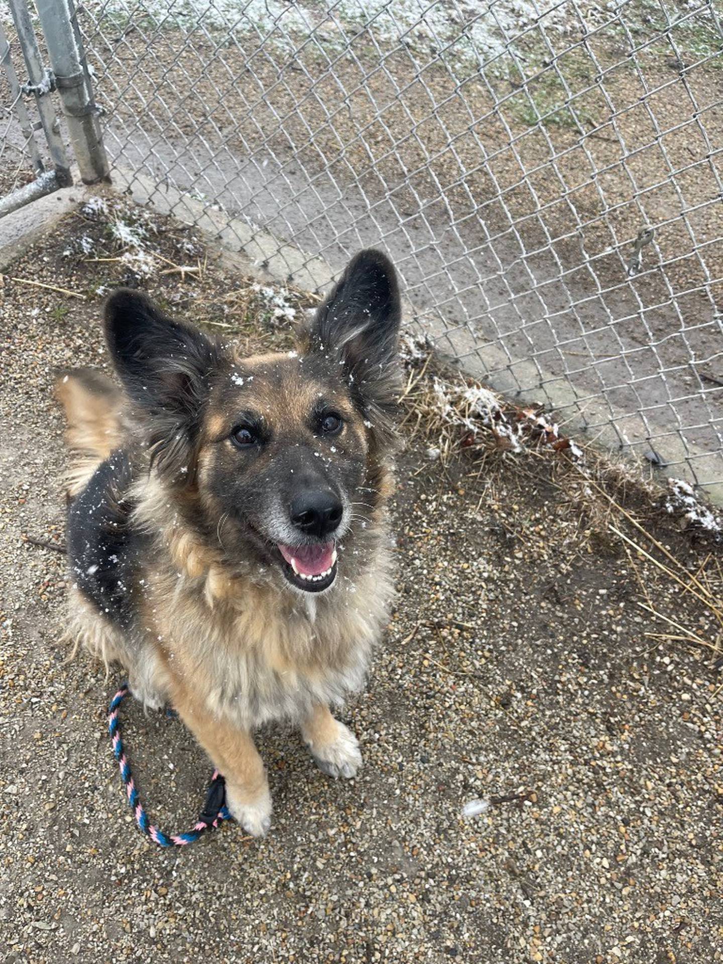 Roxanne is a sweet 5-year-old German Shepherd mix, who loves lying with her people inside and running around outside, playing with toys. Roxanne needs a home without other dogs and with a fenced yard. She does well inside the house. After finding her chew bone, Roxanne will lie down in a comfy spot or lean against her people for pets. Contact the Will County Humane Society at willcountyhumane.com and follow the instructions for the adoption process.