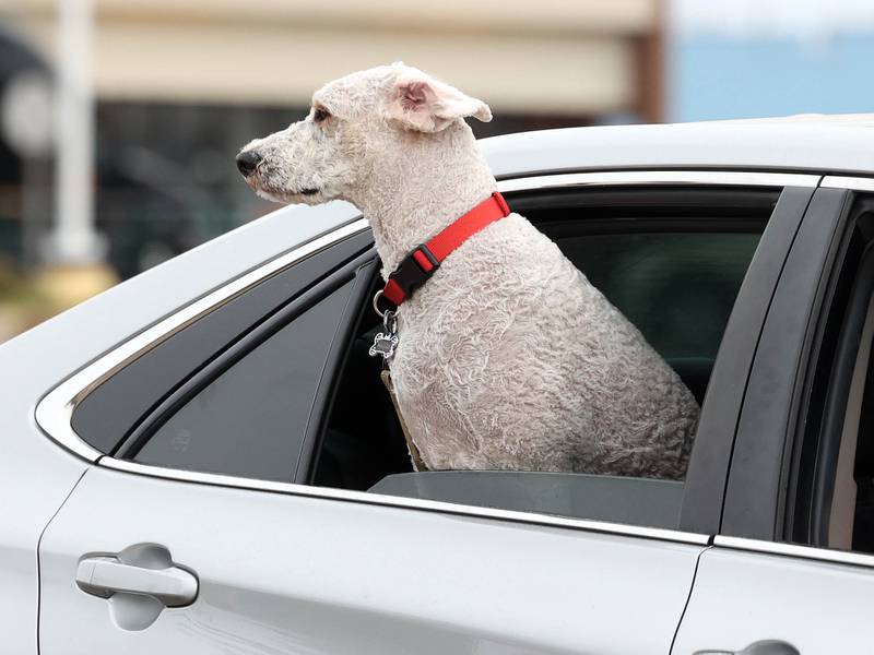 A dog checks out the protesters on Sycamore Road Saturday, April 19, 2025, during a “No Kings” rally and march at Hopkins Park in DeKalb. The group was protesting what they’ve argued is the unlawful and harmful federal policies of President Donald Trump and his administration.