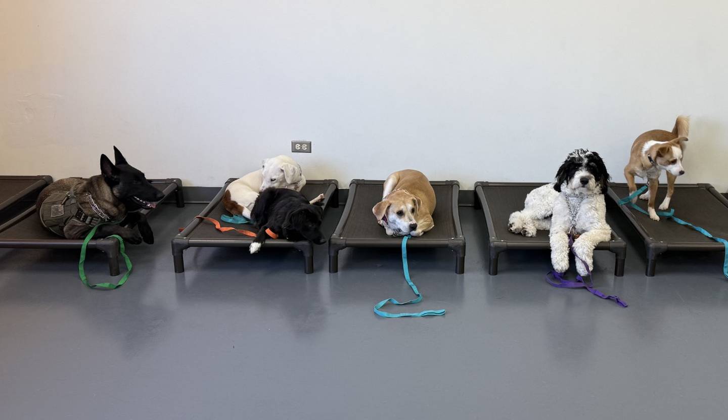 Dogs at Underdog Academy in Algonquin on March 27, 2026.