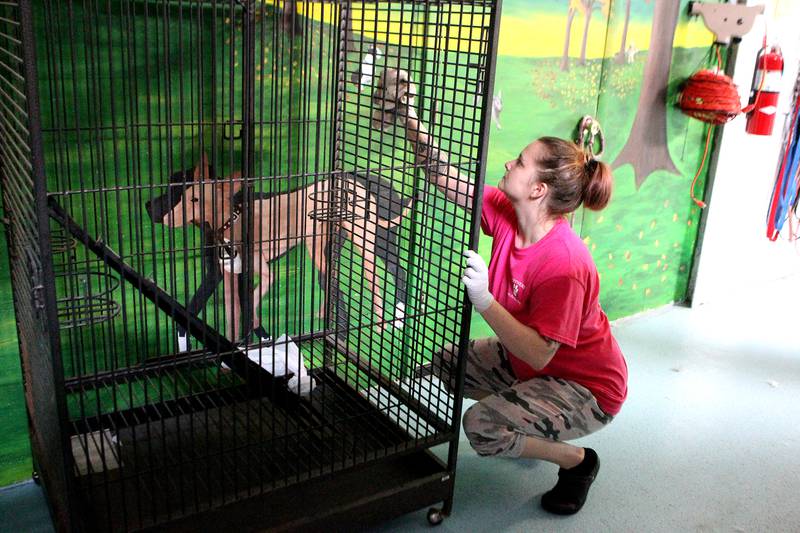 Amanda DiGiovanni cleans a cage at Ruffner's Luxury Pet Boarding and Doggie Daycare in St. Charles.
